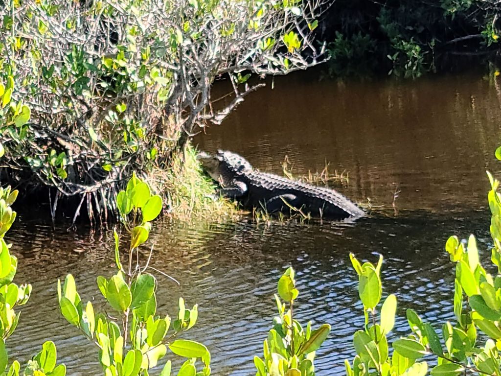 How to Find Alligators at Merritt Island National Wildlife Refuge
